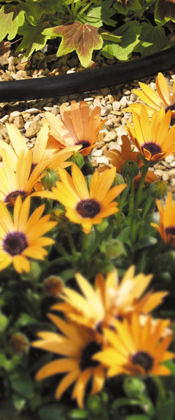 AMK® Hozelock Supply Hose 4mm (10m)